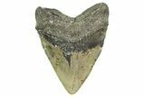 Huge, Fossil Megalodon Tooth - North Carolina #361717-2